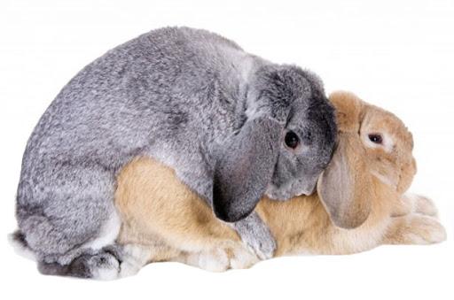 hai con thỏ