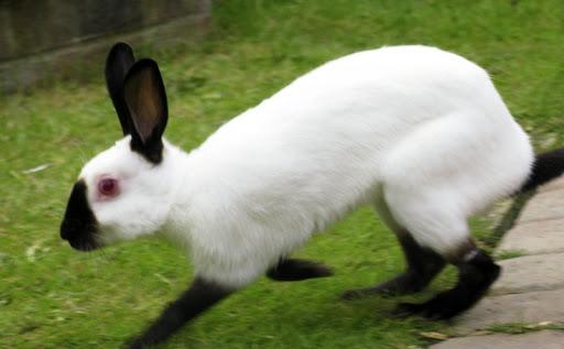 himalaya konijn