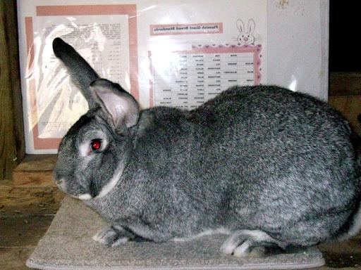 conejo gris gigante