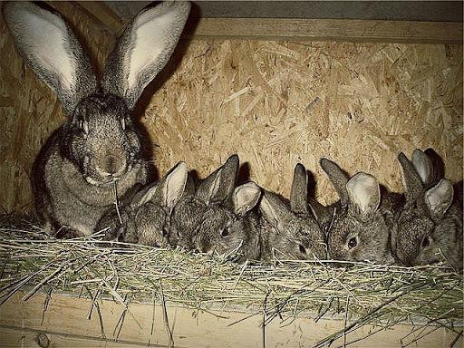många kaniner