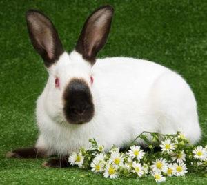Description and characteristics of the Himalayan breed of rabbits, maintenance and care