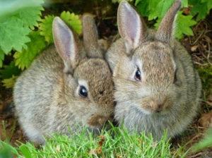 Regels voor het thuis fokken van konijnen voor vlees