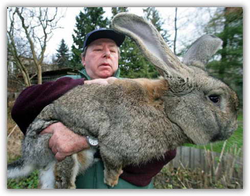 กระต่ายยักษ์สีเทา