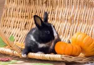 Je li moguće i u kojem obliku bolje dati bundevu zečevima, kako je uvesti u prehranu
