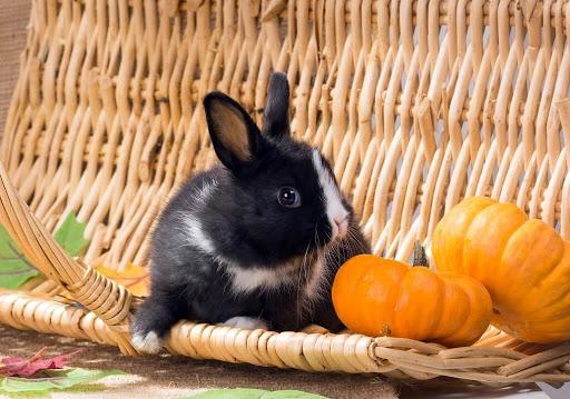 rabbit and pumpkin