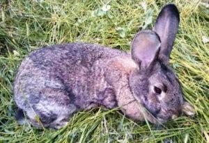 Símptomes de coccidiosi en conills i tractament a casa, prevenció