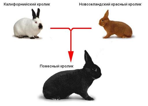 forskellige kaniner