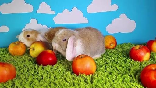 هل من الممكن إعطاء التفاح للأرانب