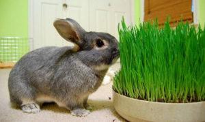 Hvad græs kan og ikke kan gives til kaniner og fodringsregler