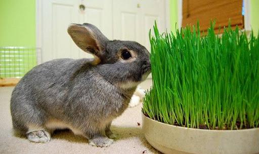græs kanin