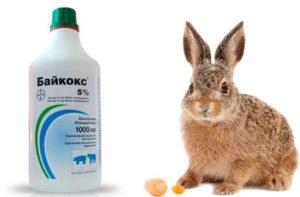 on the use of Baykoks for rabbits, composition and shelf life