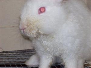 Paggamot ng kagat ng midge sa mga rabbits na may mga remedyo ng folk at gamot, sintomas