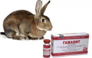 คำอธิบายและคำแนะนำสำหรับการใช้ Gamavit สำหรับกระต่ายแอนะล็อก