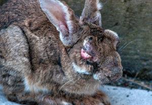 Mga sintomas ng myxomatosis sa mga rabbits at mga pamamaraan ng paggamot sa sakit sa bahay