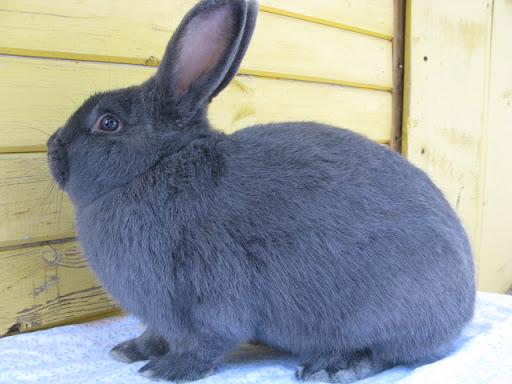 Viennese blue rabbit