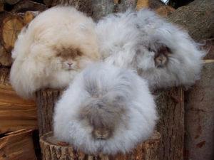 Popis a charakteristika králíků Angory, pravidla údržby