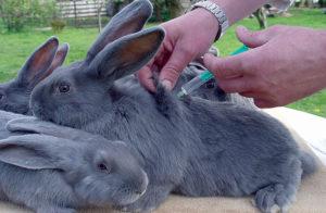 Rules for vaccinating rabbits at home and when to vaccinate