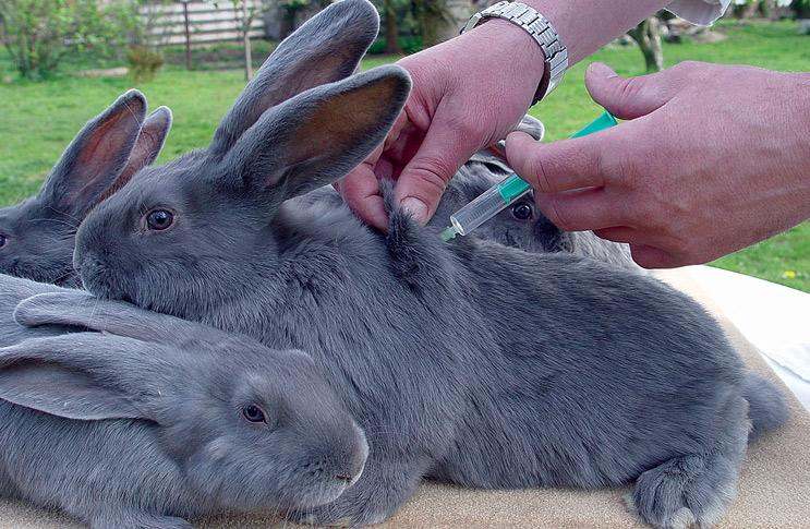 asociovaná vakcína pre králiky