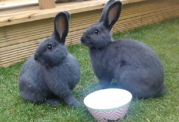 dos conills