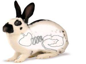 Príčiny a liečba nadúvania králikov, liekov a ľudových liekov