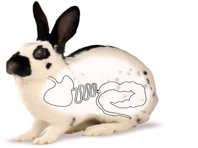 inflar en conills