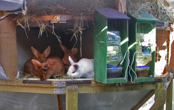tenere i conigli