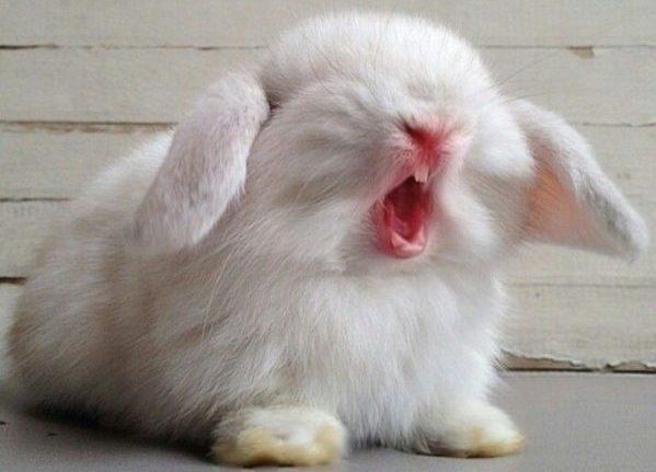 Kaninchen niesen