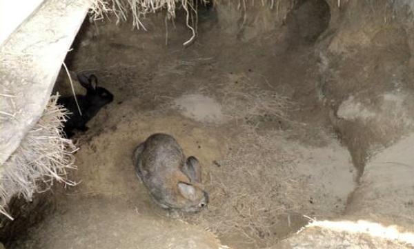mantener conejos en el pozo