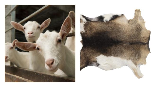 goat skin