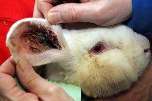 Signes d’àcars a l’orella en conills i tractament casolà