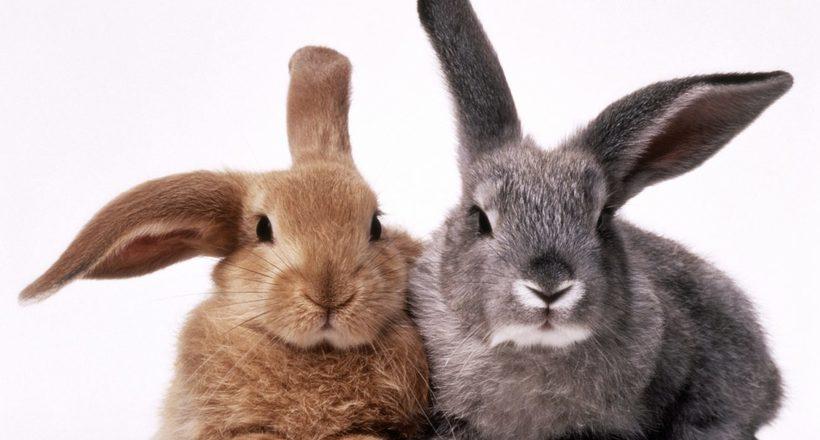 Hase und Kaninchen