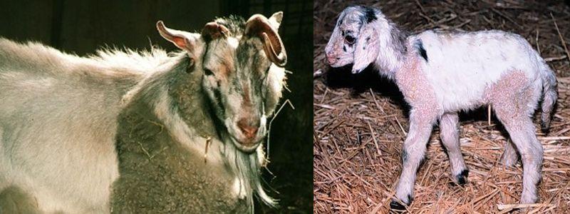 Popis a charakteristika hybridu kozy a ovcí, vlastnosti obsahu