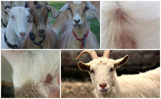different goats