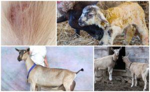 Causes of hair loss in goats and methods of treatment, methods of prevention