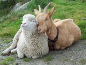Beschrijving en kenmerken van de geit en schapen en het verschil tussen deze dieren
