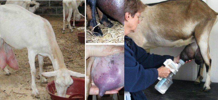 Qué hacer con el edema de ubre en una cabra después del parto y las causas de la afección, el tratamiento.
