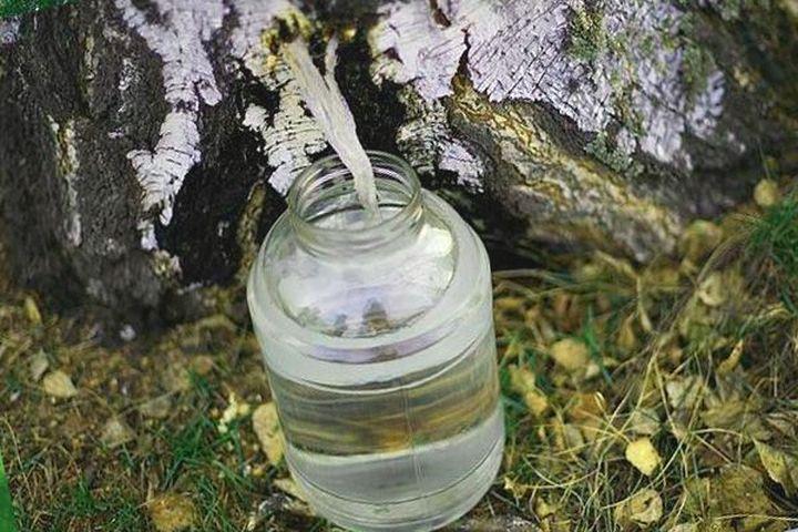 collection of birch sap