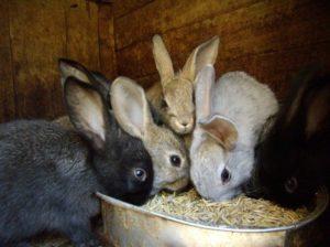 És possible donar ordi als conills i, de la manera correcta, els beneficis i els perjudicis dels cereals