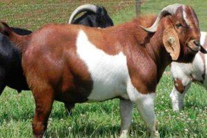 ¿Qué raza de cabras puede dar la leche más inodoro, TOP 15 especies