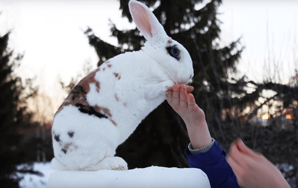 entrenamiento de conejos