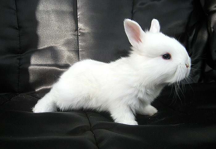 conill blanc