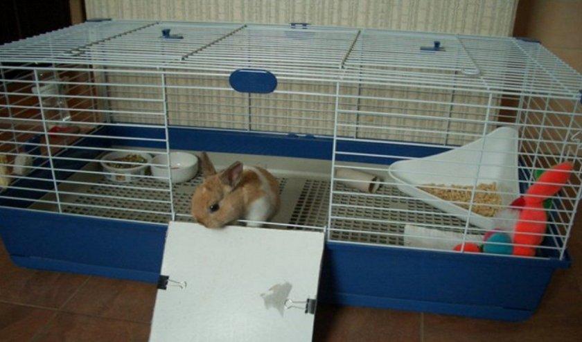gàbia de conill