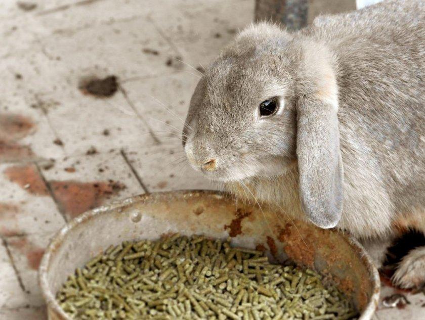 Kaninchenverbindungsfutter