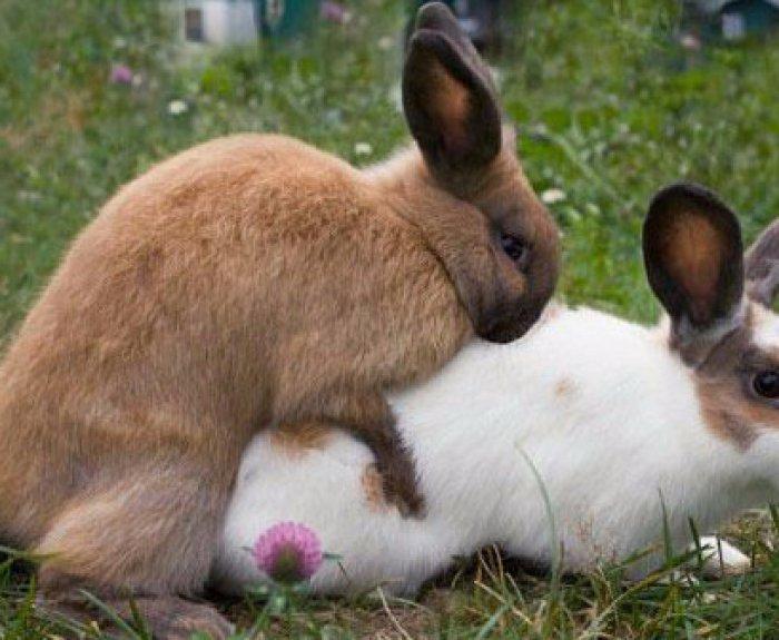 mating rabbits