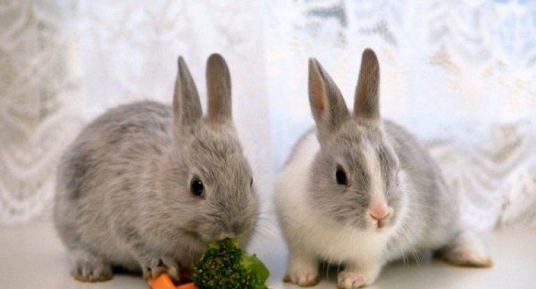 utfodring av kaniner