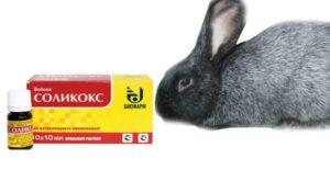 Pokyny na použitie Solikoxu pre králiky, uvoľňovaciu formu a analógy