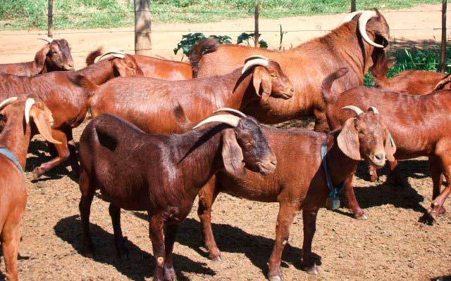 chèvres du Kalahari