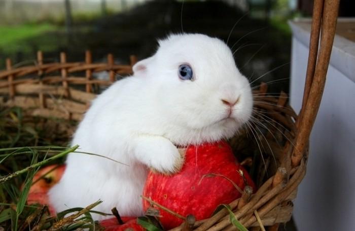 jak wytresować królika