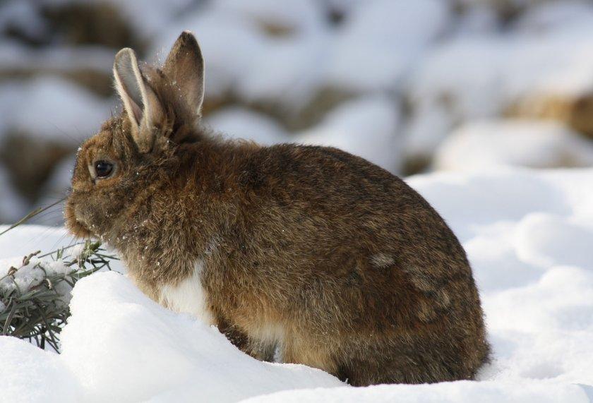 Kaninchen im Schnee