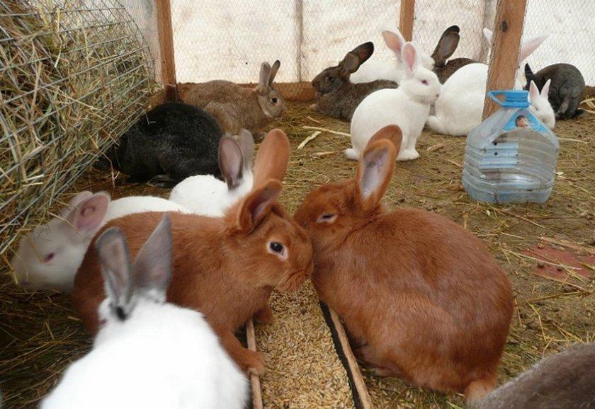 molti conigli